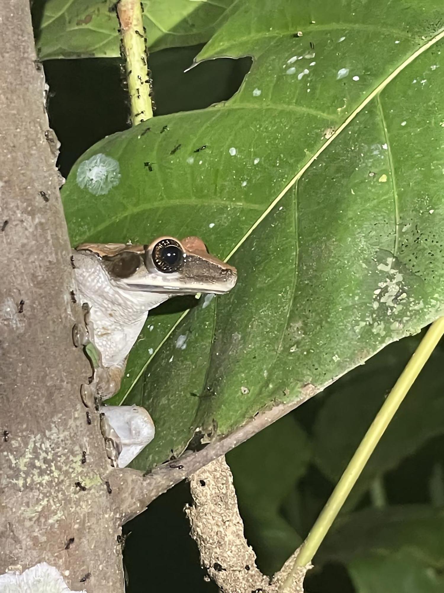 Maiku Amazonas Hotel Puerto Nariño Eksteriør billede