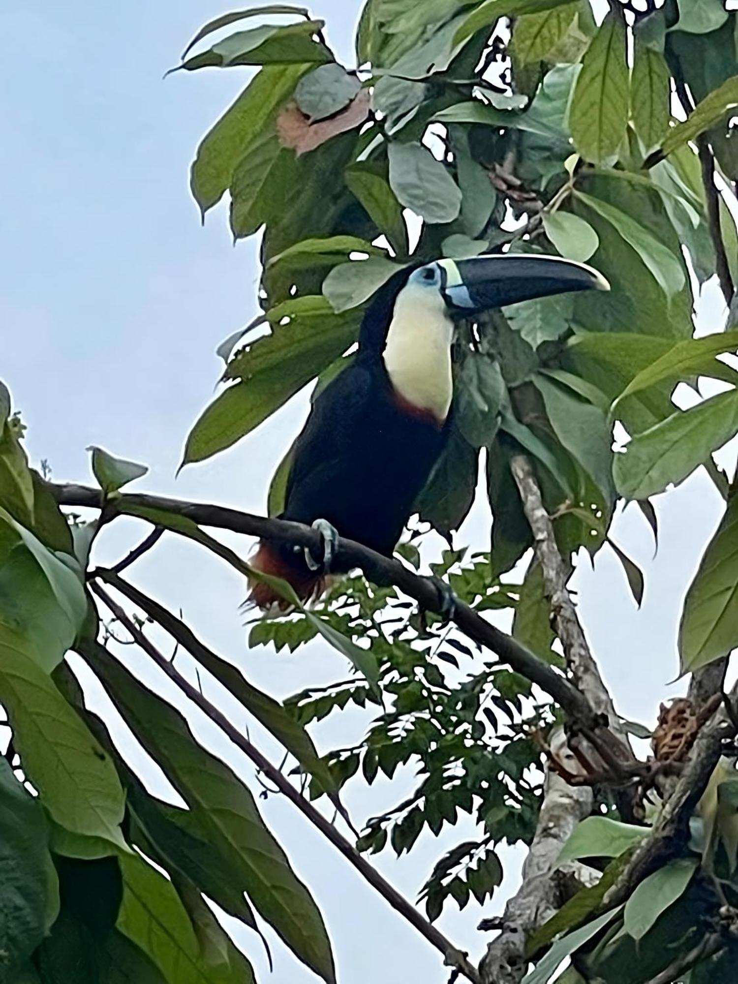 Maiku Amazonas Hotel Puerto Nariño Eksteriør billede